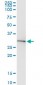 BDNF Antibody (monoclonal) (M02)